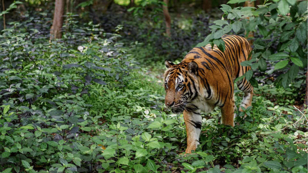 fd94c1085cc50a4bac1cdf888381ae65d6cf83ac